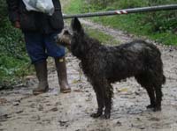 cane paratore/toccatore